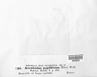 Lasiobolus papillatus image